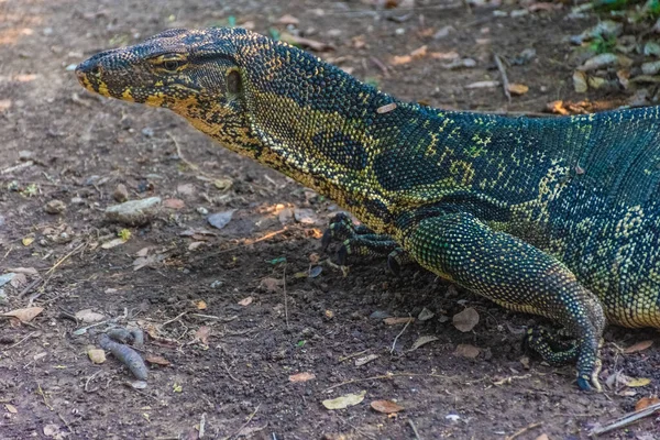 Wild Monitor Gyík Lumphini Park Bangkok Thaiföld — Stock Fotó