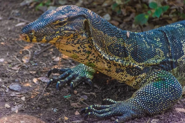 Lucertola Monitor Selvatica Nel Lumphini Park Bangkok Thailandia — Foto Stock