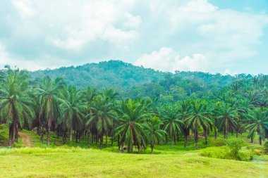 Malezya 'daki tropikal yağmur ormanları