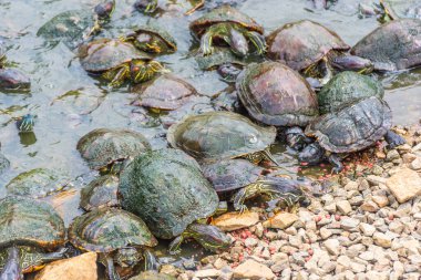 Singapur Botanik Bahçeleri 'ndeki Chrysemys Picta ya da boyalı kaplumbağa grubu.