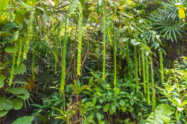 Singapur botanik bahçelerinde güzel bir bitki örtüsü