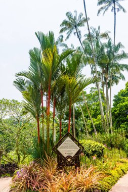 Singapur botanik bahçelerinde güzel bir bitki örtüsü