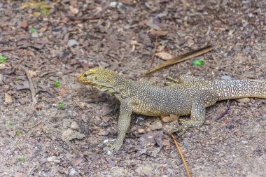LUCERNE, SWitness ZERLAND, 8 AĞUSTOS 2020: Kapellbrucke Köprüsü 'nün güzel manzarası