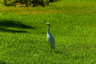 LUCERNE, SWitness ZERLAND, 8 AĞUSTOS 2020: Kapellbrucke Köprüsü 'nün güzel manzarası