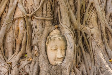 Buda kafası Ayutthaya, Tayland 'da bir Banyan ağacına gömülü.