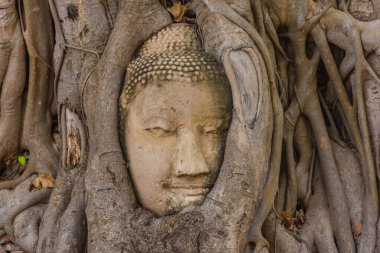 Buda kafası Ayutthaya, Tayland 'da bir Banyan ağacına gömülü.