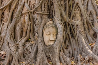 Buda kafası Ayutthaya, Tayland 'da bir Banyan ağacına gömülü.