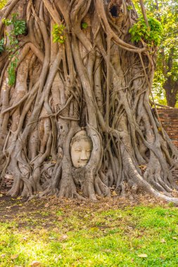 Buda kafası Ayutthaya, Tayland 'da bir Banyan ağacına gömülü.