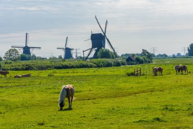 Hollanda 'nın ünlü Kinderdijk yel değirmenleri.