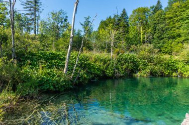 Hırvatistan 'ın Plitvice Göllerinin kristal suyu