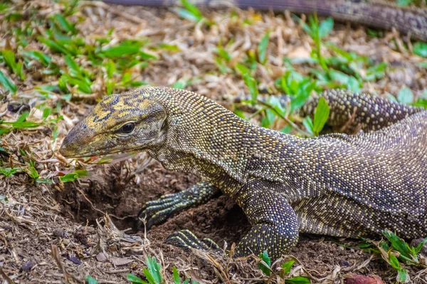 Asian Water Monitor Lizard in Singapore Botanic Garden