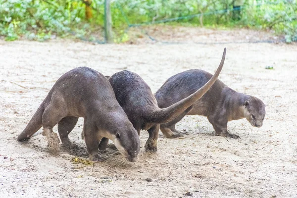 Wild otter in Gardens by the Bay, Singapore