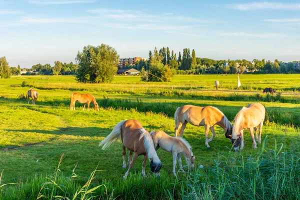 Kinderdijks Berömda Väderkvarnar Nederländerna — Stockfoto