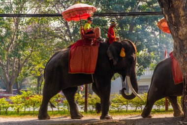 AYUTTHAYA, THAILAND, 12 HAZİRAN 2020: Ayutthaya 'ya turist taşıyan filler