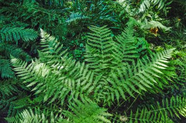 Seyahat gezisinde manzara