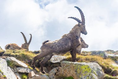 İtalya 'daki Gran Paradiso Ulusal Parkı' nın karlı dağlarında güzel dağ keçisi.
