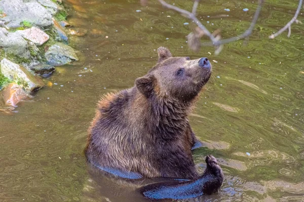 Belo Urso Marrom Nadando Água — Fotografia de Stock