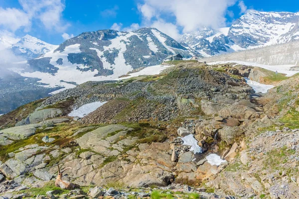 意大利皮埃蒙特Gran Paradiso国家公园山上的高山松柏 — 图库照片