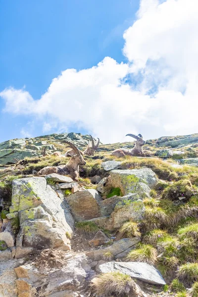 Krásný Alpský Kozorožec Zasněžených Horách Národního Parku Gran Paradiso Itálii — Stock fotografie