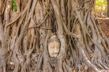 Buda kafası Ayutthaya, Tayland 'da bir Banyan ağacına gömülü.