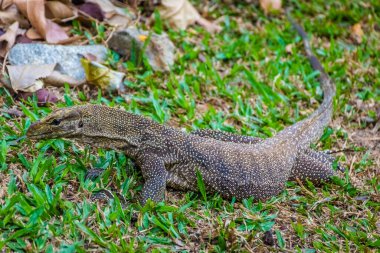 Singapur Botanik Bahçesinde Asya Su İzleme Kertenkelesi
