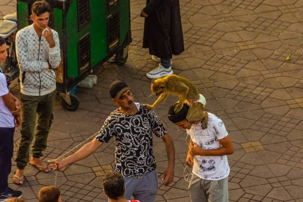 2018 Marrakech Morocco September Tourist Monkey Market Square — 스톡 사진