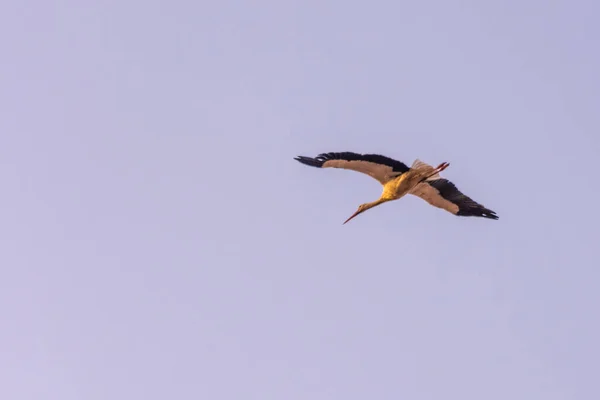 Una Gran Cigüeña Volando Los Cielos Marrakech Marruecos — Foto de Stock