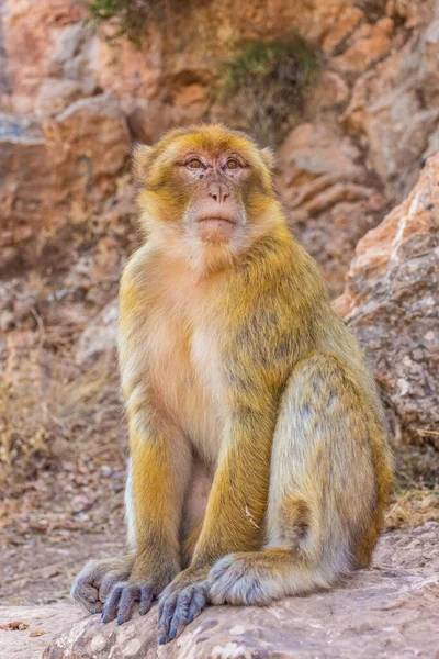 Macaco Barbay Selvagem Marrocos — Fotografia de Stock