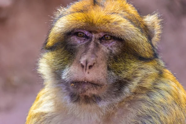 Portrait Vieux Singe Barbare Sauvage Maroc — Photo