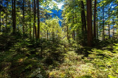 Güneş ışığı altında Zugspitze zirvesinin önündeki turkuaz suyla Eibsee Gölü 'nün muhteşem manzarası. Konum: Eibsee Gölü, Garmisch-Partenkirchen, Bavyera Alpleri, Almanya, Avrupa
