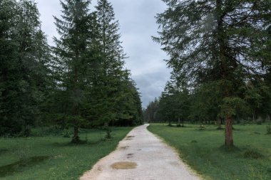 Almanya 'daki Bavyera' daki Berchtesgaden Ulusal Parkı ormanına giden yol.