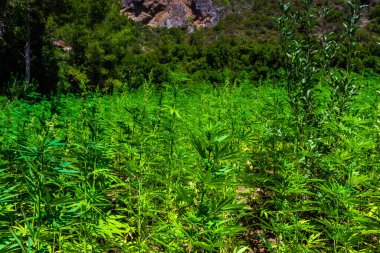 Rif Dağları 'nda geniş bir marihuana tarlası. Bu bölge Fas 'ı dünyanın en büyük esrar tedarikçisi yapıyor..