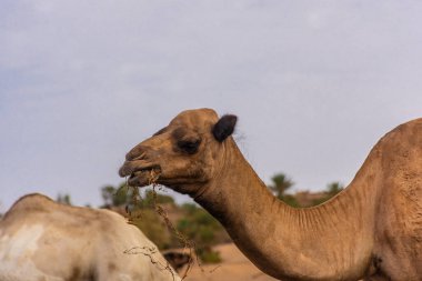 Sahra Çölü, Merzouga, Fas kampında saman yiyen develer.
