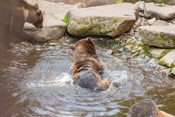 Belo Urso Marrom Nadando Água — Fotografia de Stock