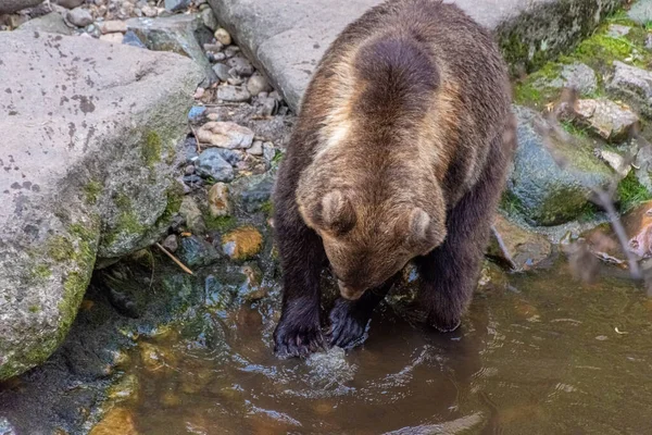 Beau Ours Brun Nageant Dans Eau — Photo