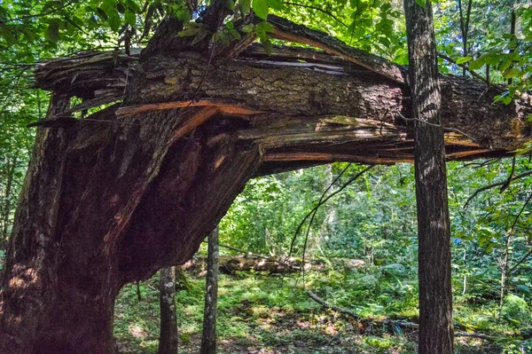 バイアロウィザの森で壊れたトランク — ストック写真