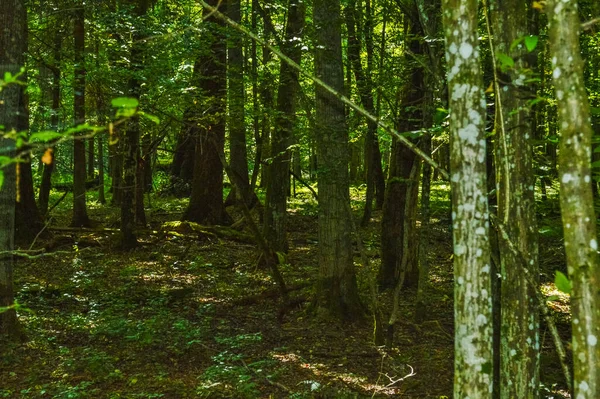 ビアロウィザ原生林 ポーランド ベラルーシの風景 — ストック写真