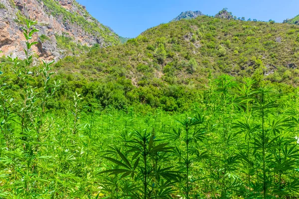 Amplia Plantación Marihuana Las Montañas Del Rif Esta Zona Hace — Foto de Stock