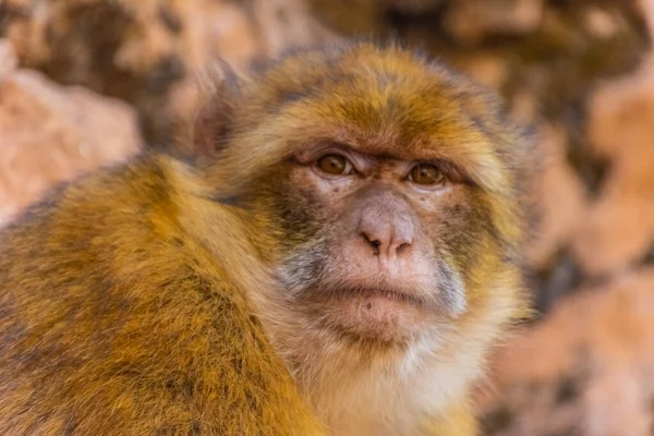 摩洛哥野生巴巴里猿的肖像 — 图库照片