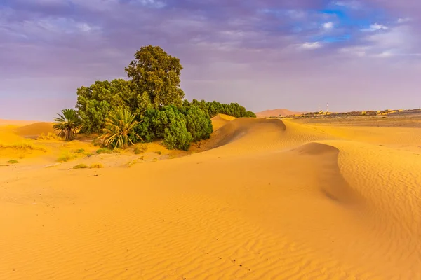 Vegetação Deserto Saara Merzouga Marrocos — Fotografia de Stock