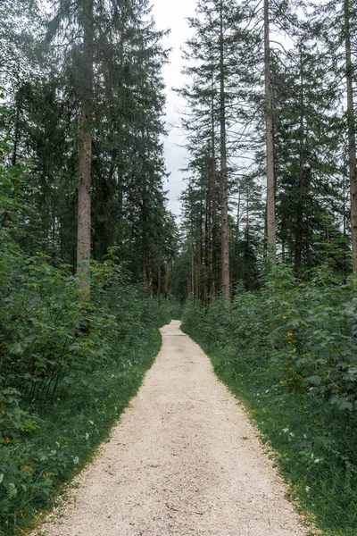 Weg Naar Het Bos Van Nationaal Park Berchtesgaden Beieren Duitsland — Stockfoto