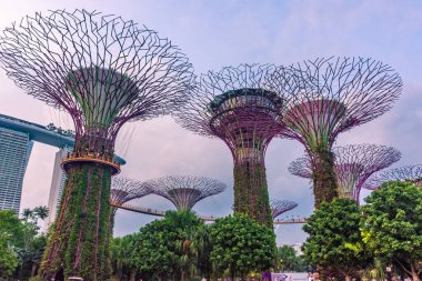 SINGAPORE, 3 EKİM 2019: Körfezin yanındaki Bahçelerin Süperağaçları