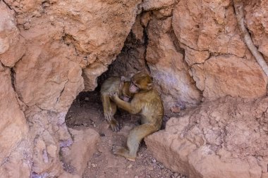 Vahşi bebek barbar maymunlar dağdaki inlerinde oynuyorlar.