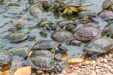 Singapur Botanik Bahçeleri 'ndeki Chrysemys Picta ya da boyalı kaplumbağa grubu.