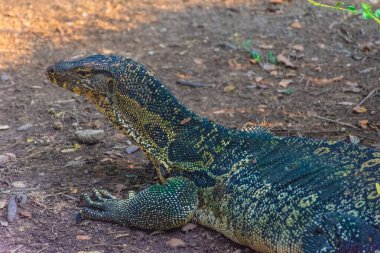 Lumphini Park, Bangkok, Tayland 'daki vahşi kertenkele gözlemcisi.