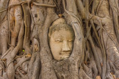 Buda kafası Ayutthaya, Tayland 'da bir Banyan ağacına gömülü.