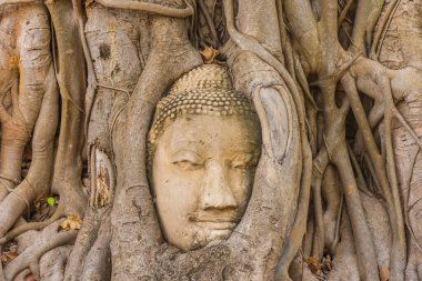 Buda kafası Ayutthaya, Tayland 'da bir Banyan ağacına gömülü.