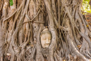 Buda kafası Ayutthaya, Tayland 'da bir Banyan ağacına gömülü.
