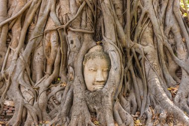 Buda kafası Ayutthaya, Tayland 'da bir Banyan ağacına gömülü.
