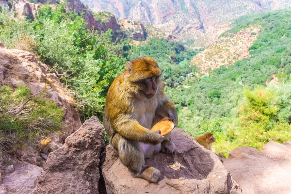Divoká Opice Sedící Kaňonu Ouzoud Maroko — Stock fotografie
